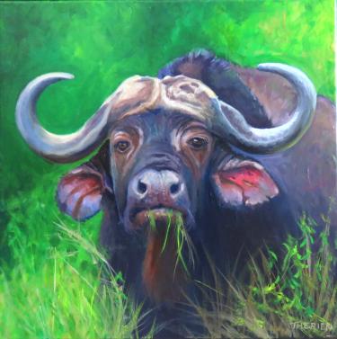 African Water Buffalo